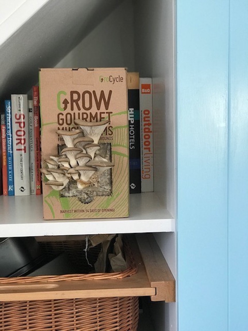 Grow your own mushrooms at home
