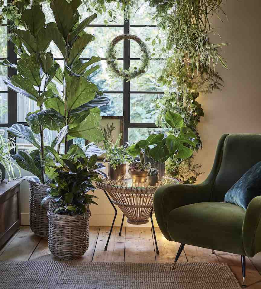 use plants as room dividers
